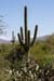saguaro np east-38